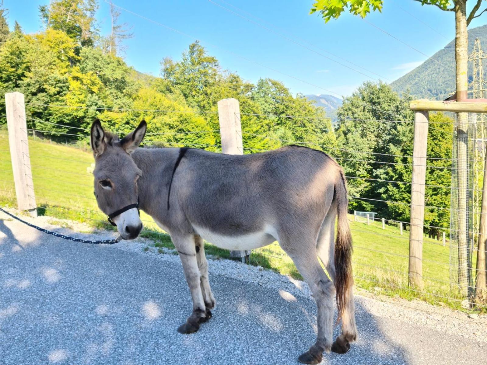 Apartmán Gut Mitterlehen Elsbethen Exteriér fotografie