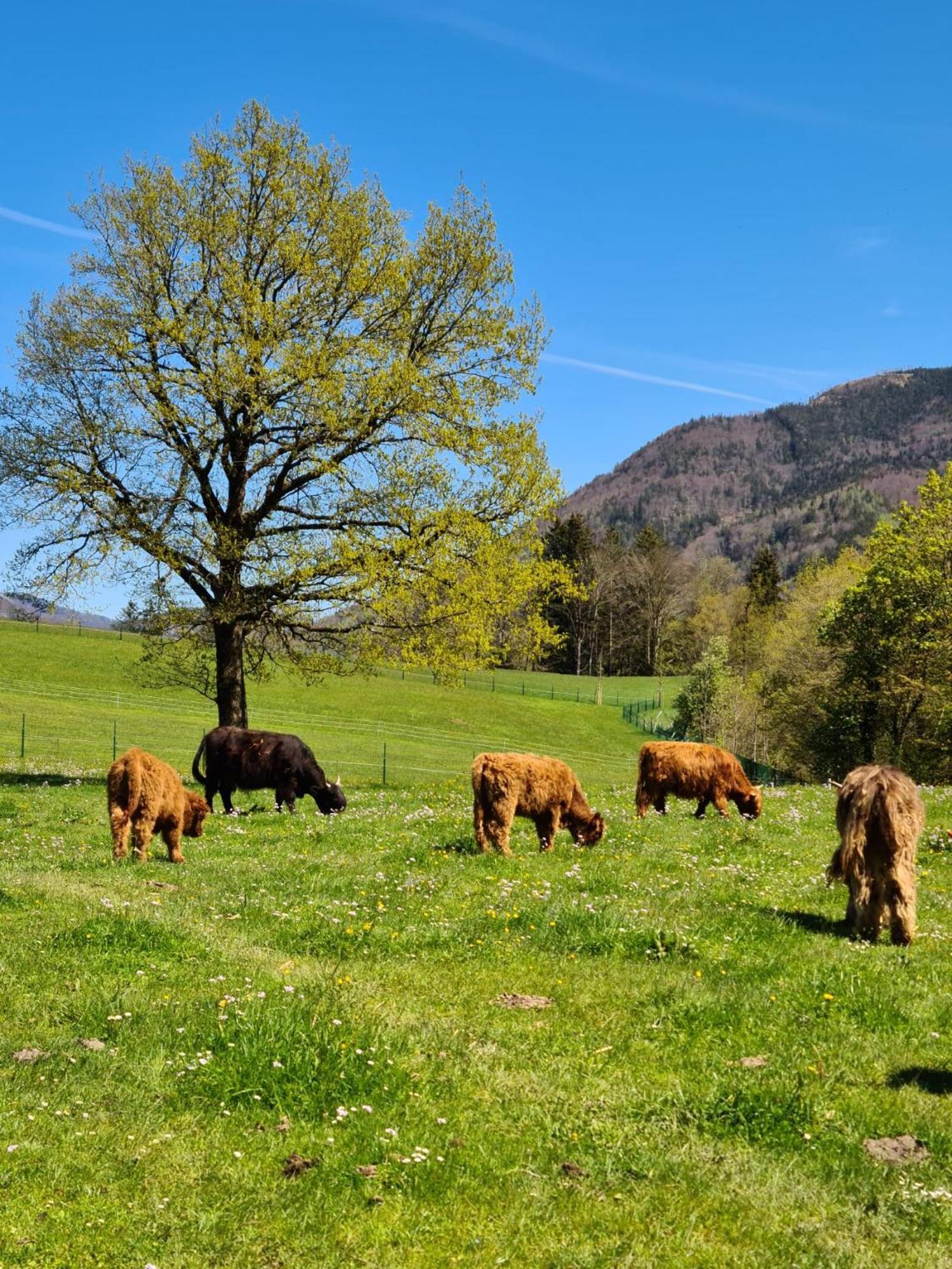 Apartmán Gut Mitterlehen Elsbethen Exteriér fotografie